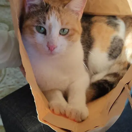 Casa Antonio 3* Barano dʼIschia