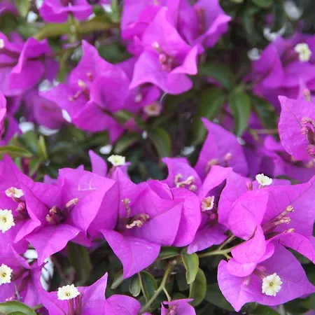 Casa Antonio Hotel 3*